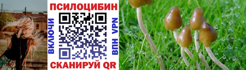 Купить  Бабаево  Псилоцибиновые грибы Psilocybe 